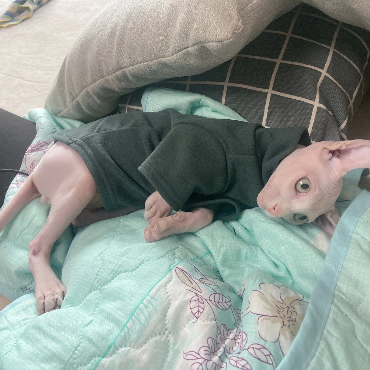 Sphynx Cat Clothes, Baby Soft Cotton, Fall Winter Kitten - Small Dog Clothes, for Cornish Devon, Cat Costume, Hairless Pet Clothes