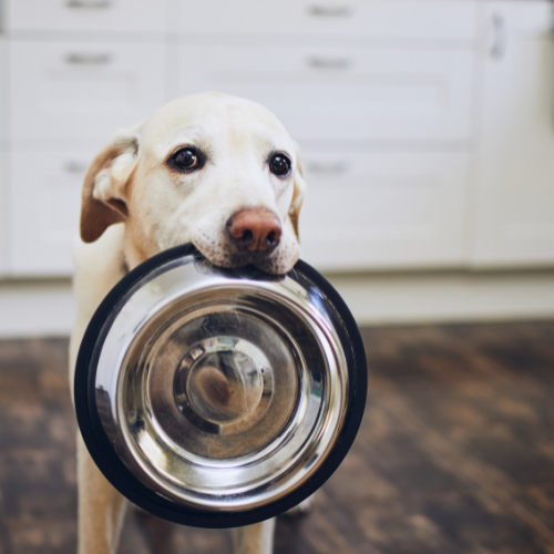 Dog Home and Living Supplies