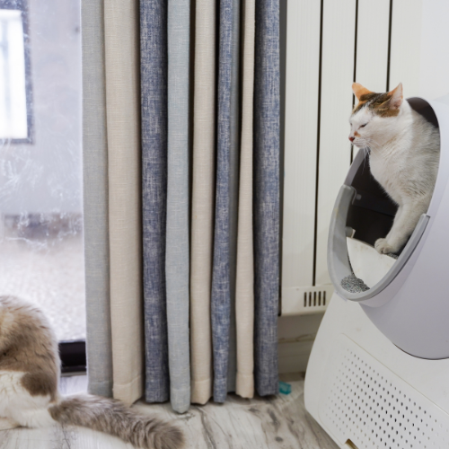 Cat Home and Living Supplies