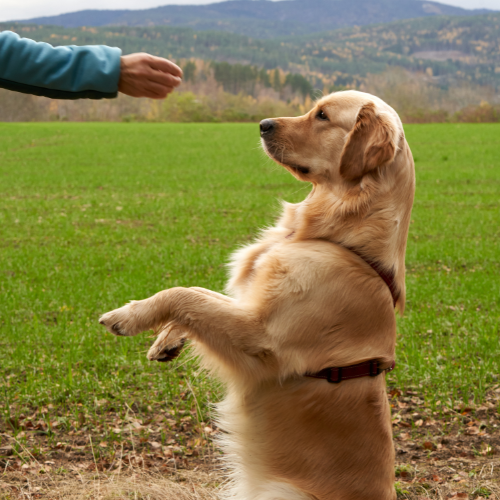 Dog Training and Behavior