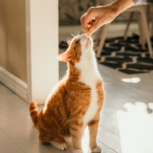 Cat Training and Behavior