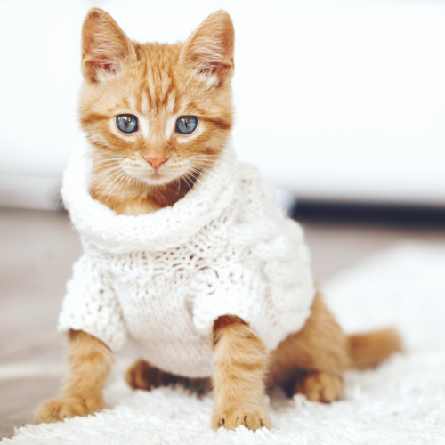 Cat Apparel and Accessories