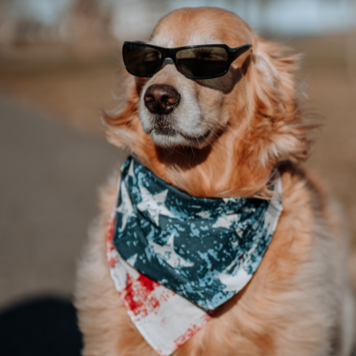 Dog Apparel and Accessories
